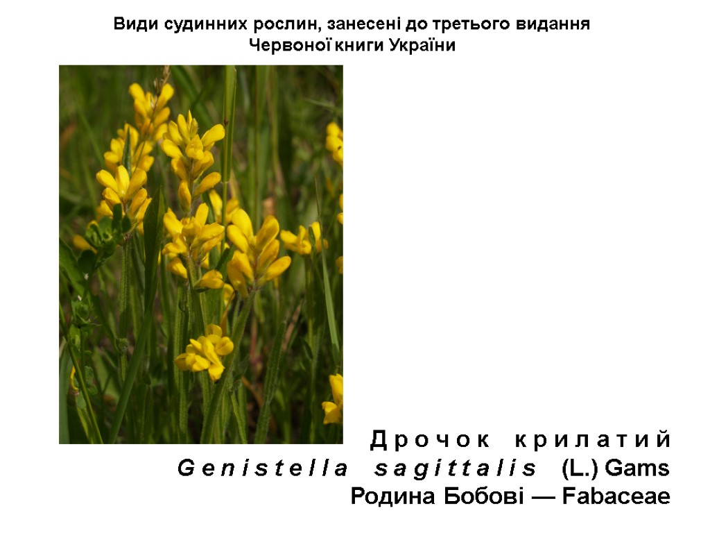 Види судинних рослин, занесені до третього видання Червоної книги України Д р о ч